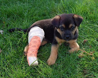 Fractures in Dogs and Cats