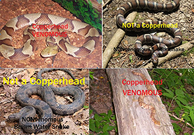 Copperhead Or Not