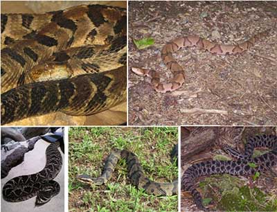 Venomous Snakes of Georgia - - 770-479-0329 ofc GA