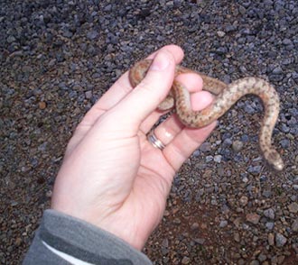 Early Spring Snake Activity
