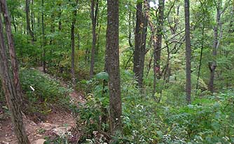 Burnt Mountain Preserve Trail