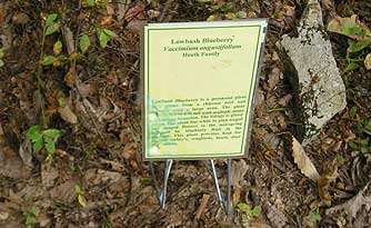 Burnt Mountain Preserve Trail